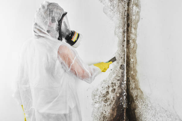 Asbestos and Lead Testing During Mold Inspection in Cobb Island, MD